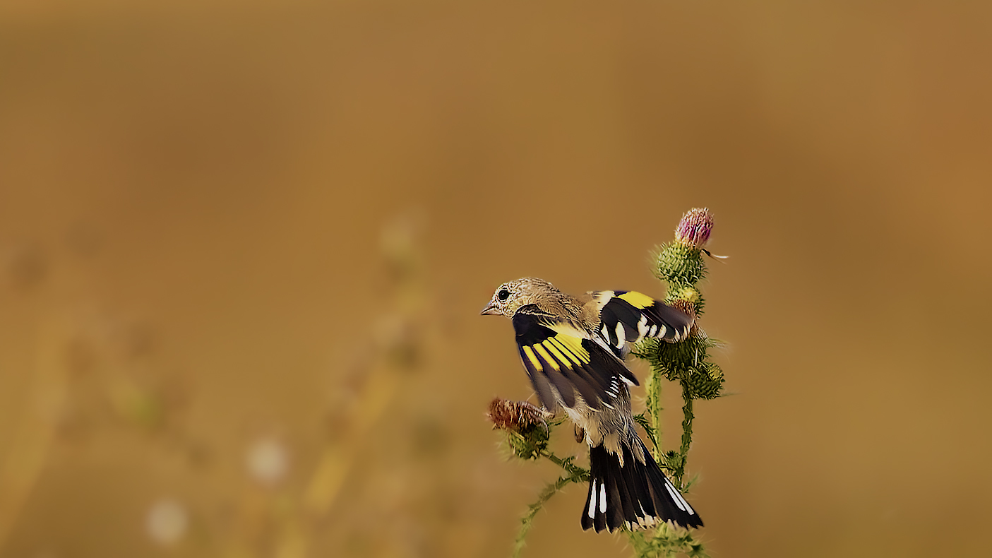 European Goldfinch